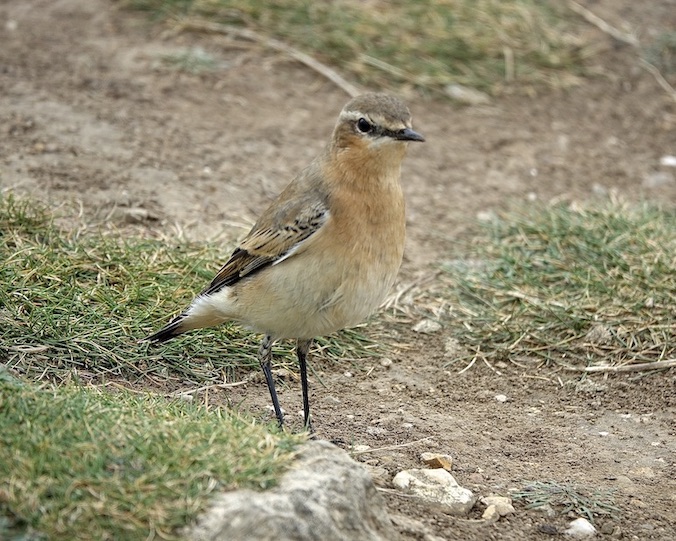 wheatear